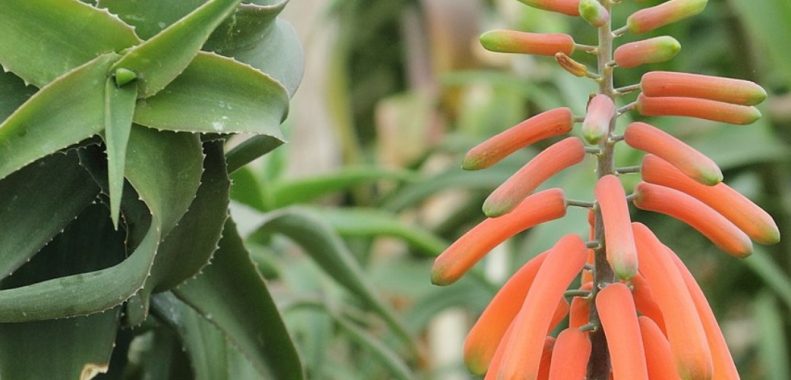 Climbing Aloe
