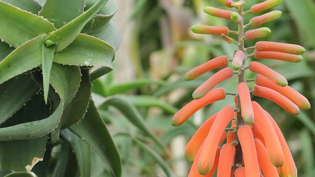 Climbing Aloe