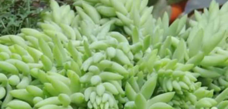Donkey’s Tail