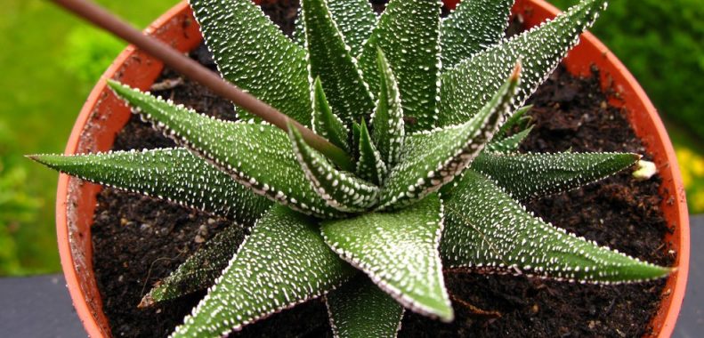 Haworthia margaritifera