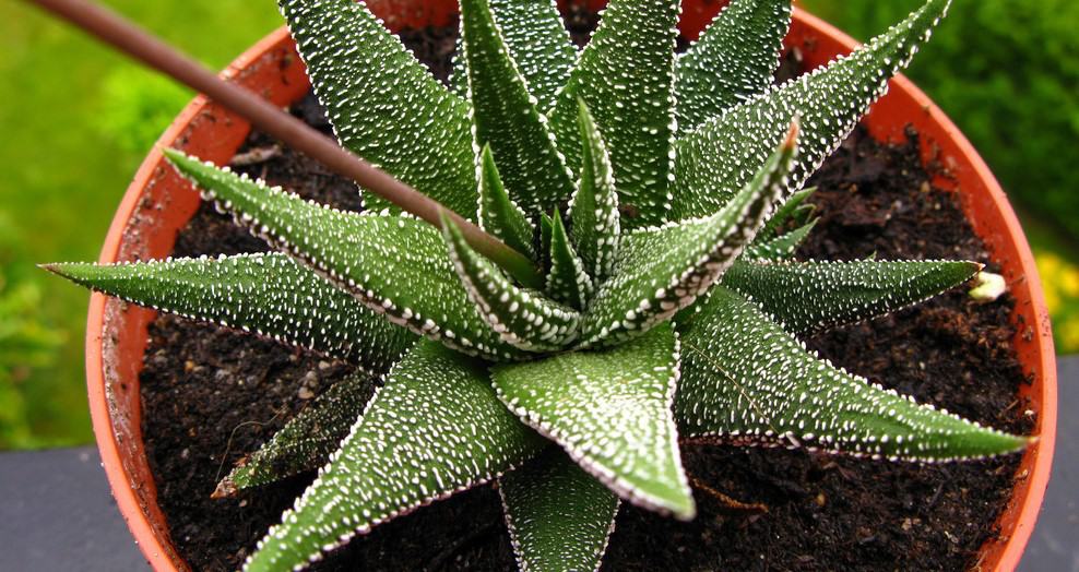 Haworthia margaritifera