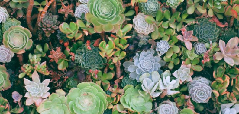 How to Trim Succulents