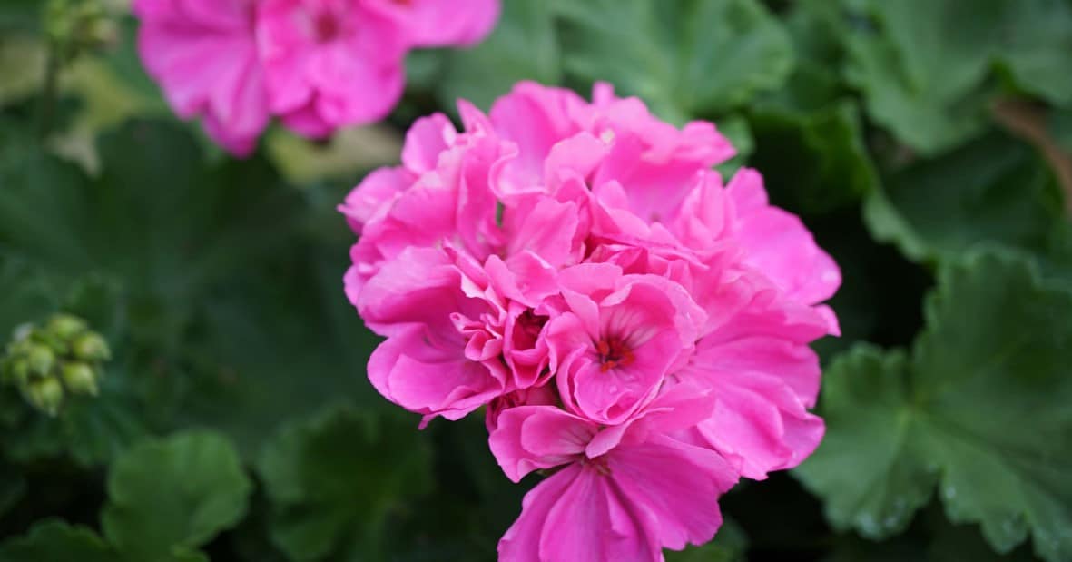 Pelargonium