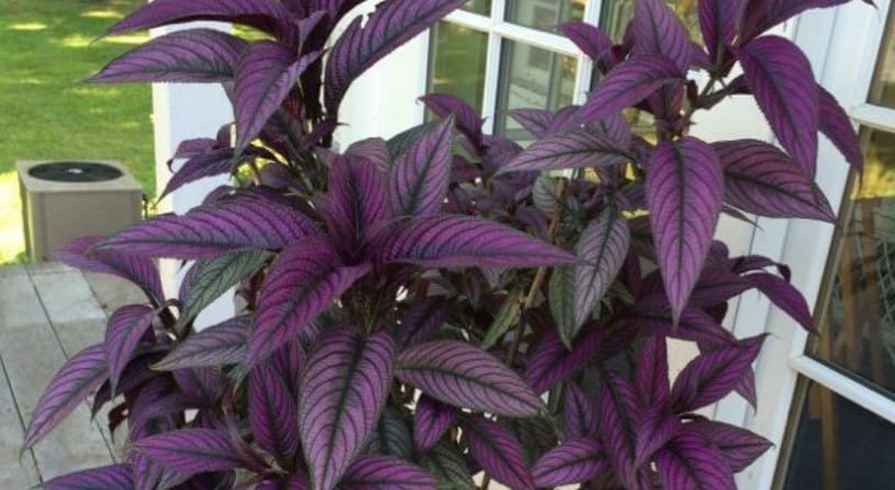 Persian Shield