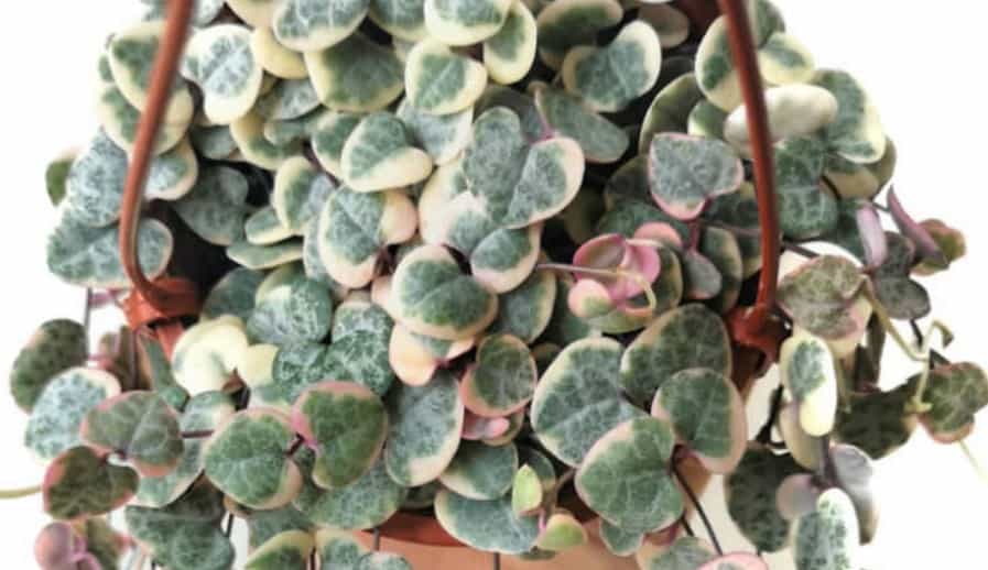 Variegated Chain of Hearts