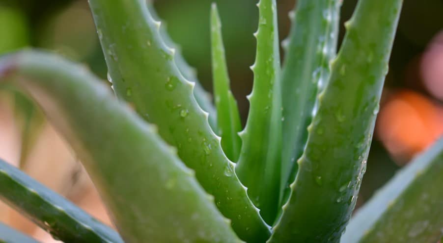 aloe vera