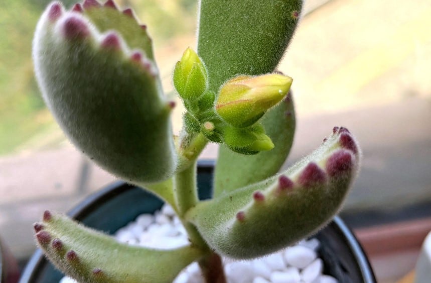 bear paw succulent