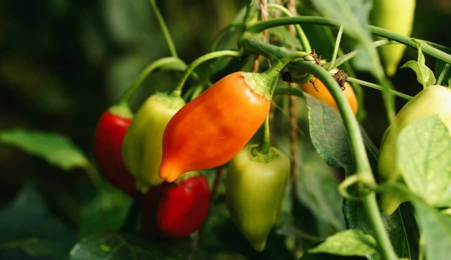 bell pepper growing tips