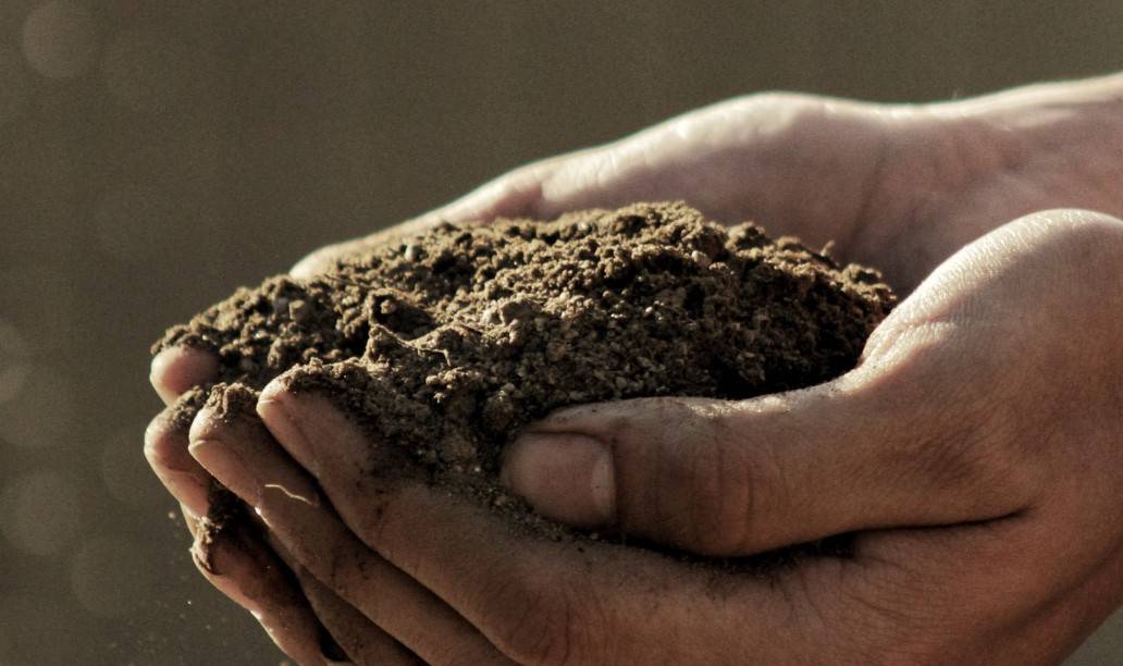 choosing soil for bell peppers in a container