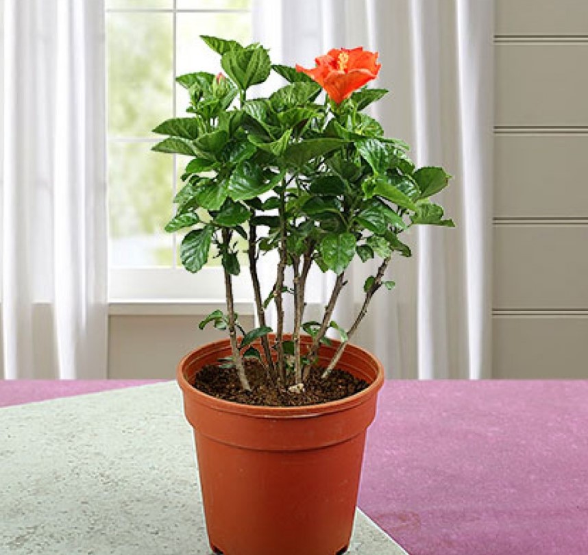 choosing the right pot for hibiscus plant