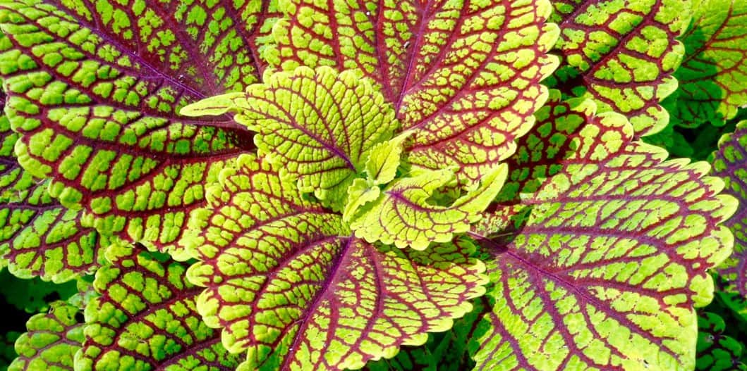 coleus plant