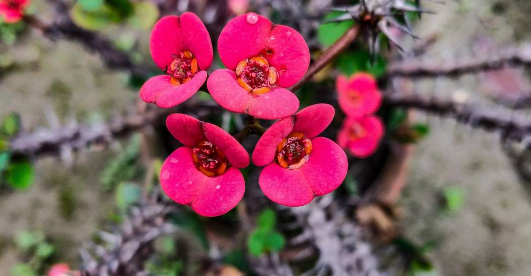 crown of thorns