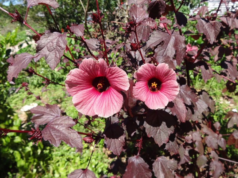 hibiscus in a pot