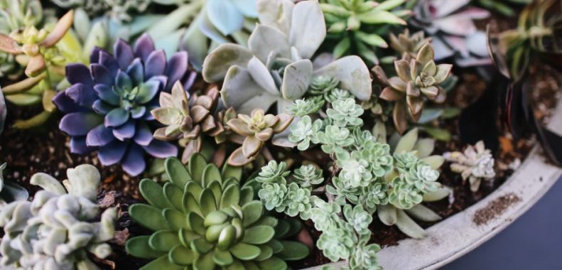 how much light do succulents need