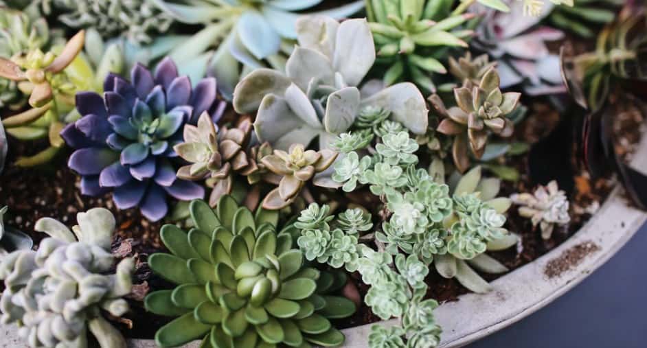 Do Succulents Need A Lot Of Light - The majority of succulents species will need between 3 and 6 hours of indirect, bright sunlight per day.