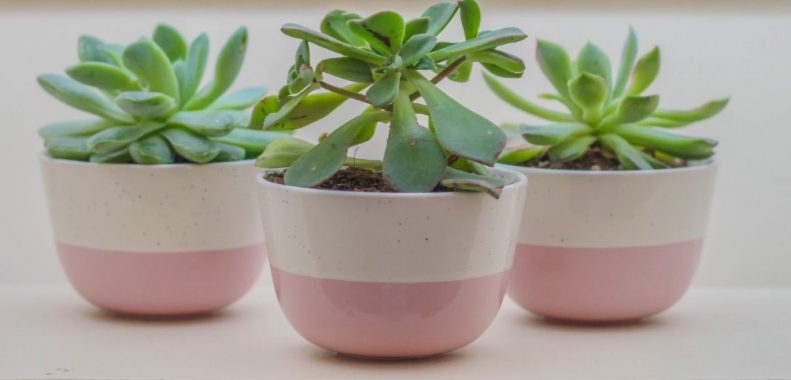 how often should you water succulents