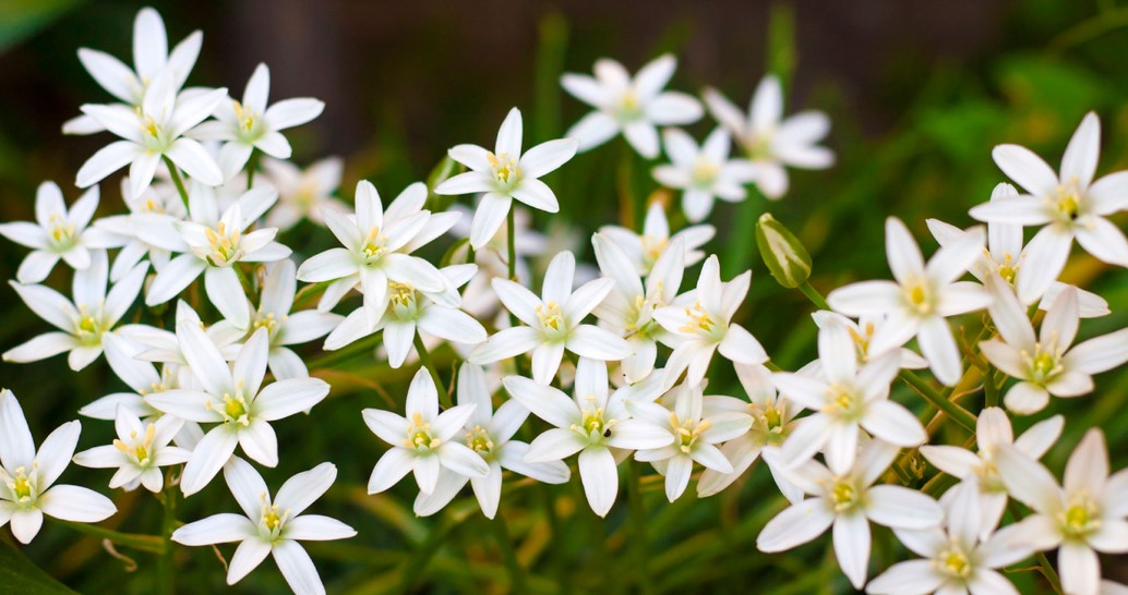 how to get rid of star of bethlehem