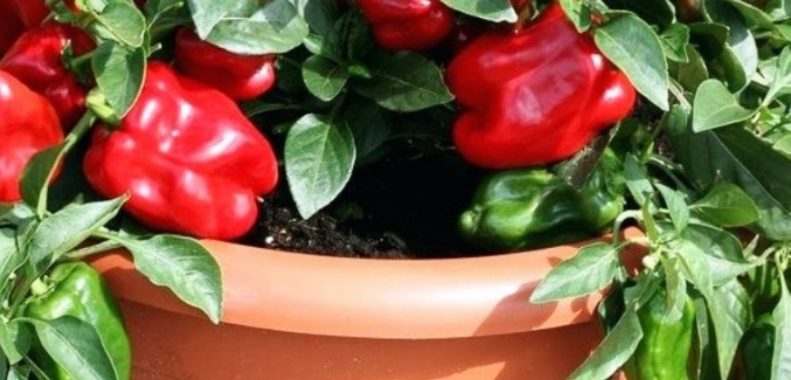 how to grow bell peppers in a container