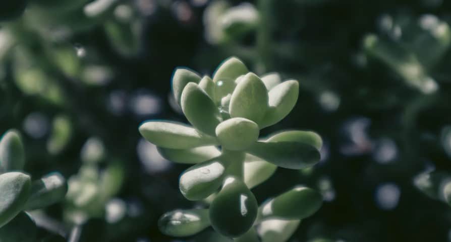 jade plant