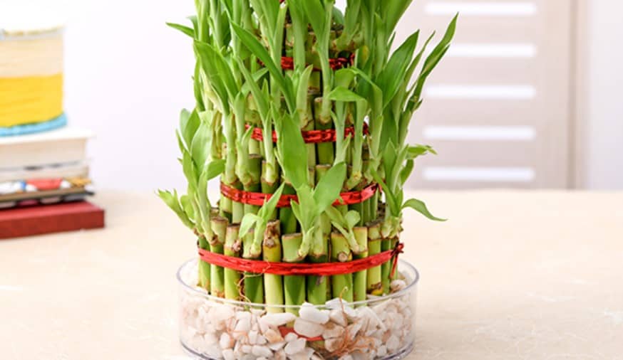 lucky bamboo