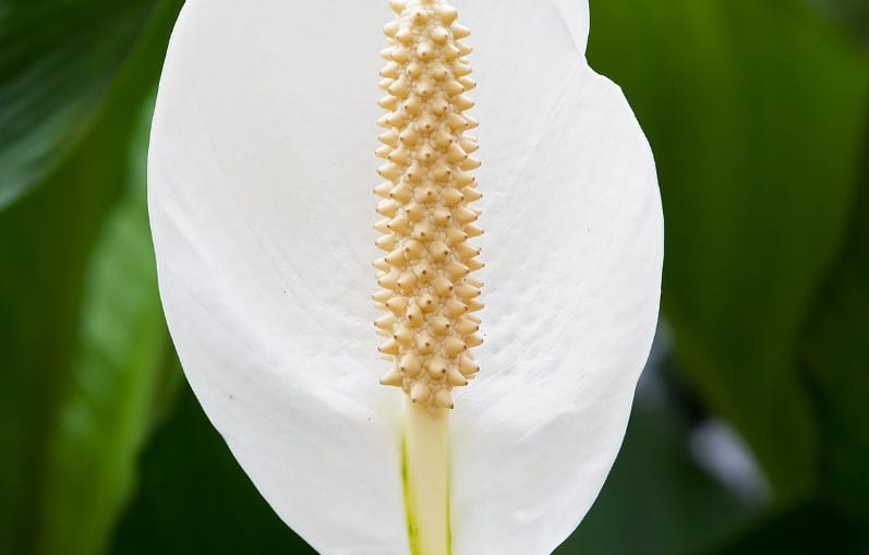 peace lilly