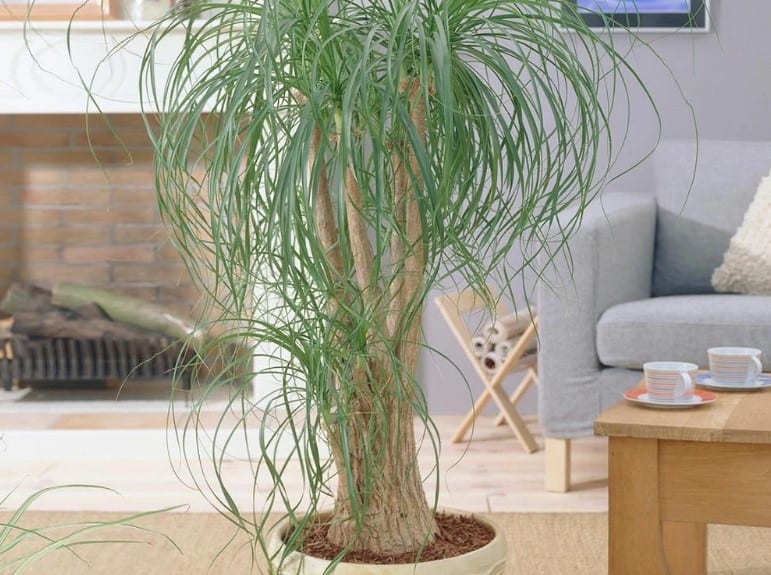 ponytail palm