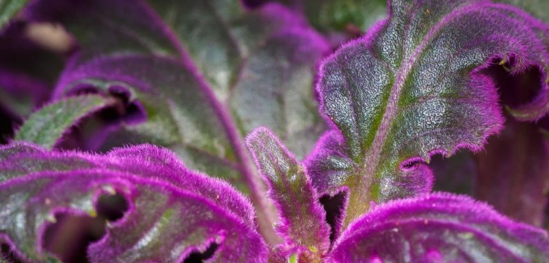 Purple Passion Plant