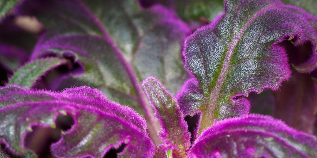 Purple Passion Plant