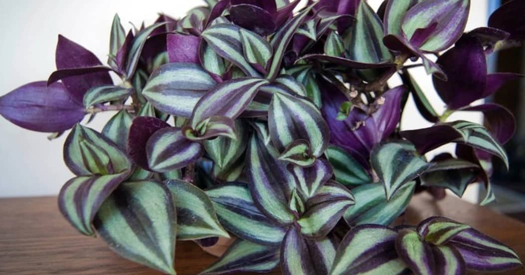 wandering jew plant