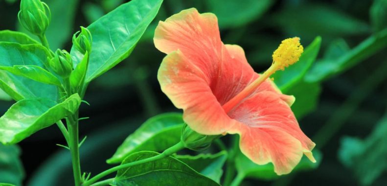 why are my hibiscus leaves yellowing