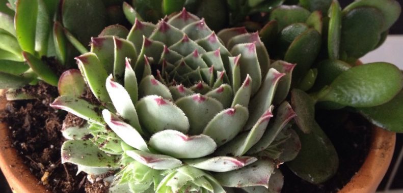 why are my succulents dying