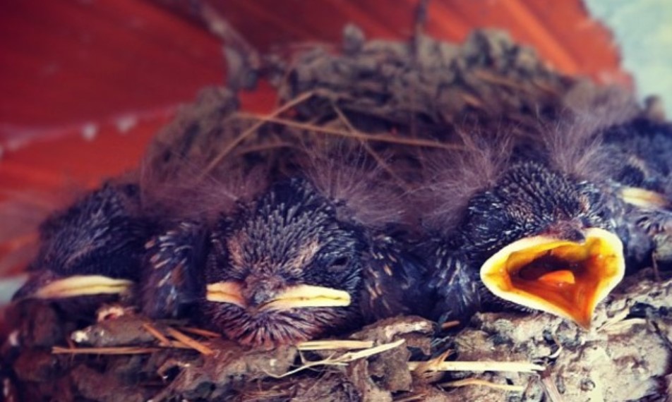 How to Get a Bird Out of the Garage