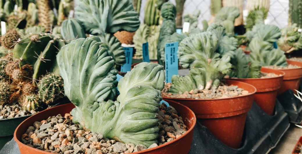 How to Transplant Succulents