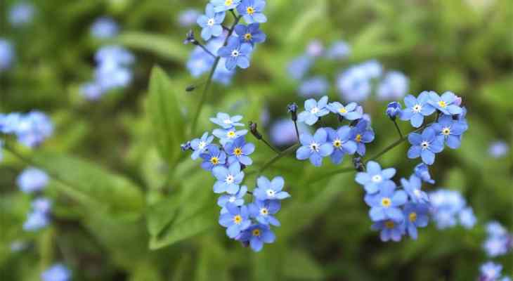 how to grow forget me nots in pots