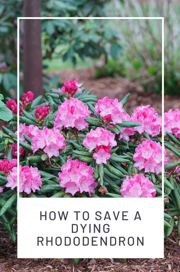 How to Save a Dying Rhododendron Yard Work HQ
