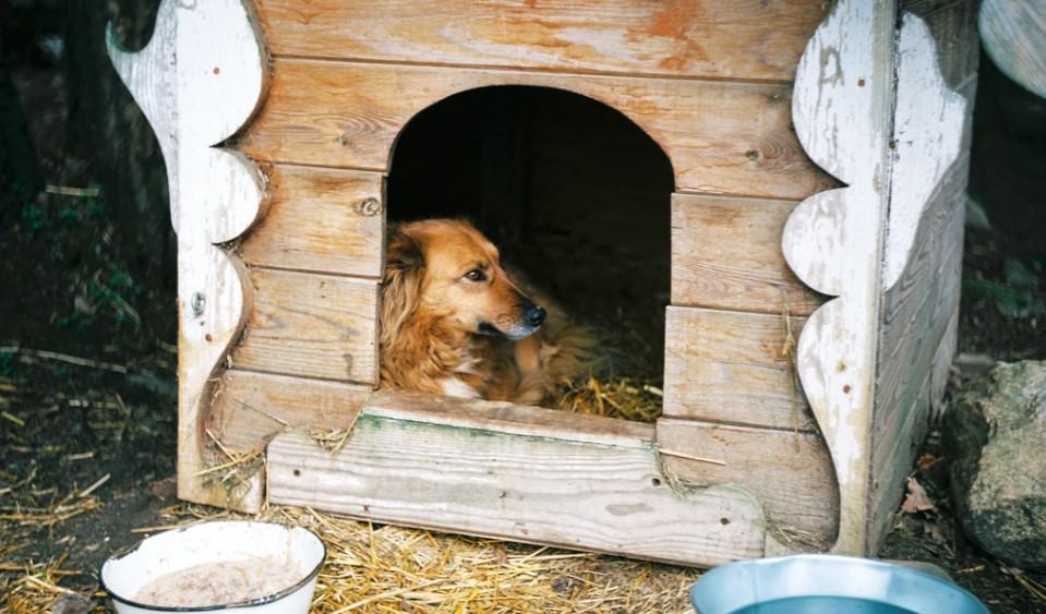 How to Winterize a Dog House