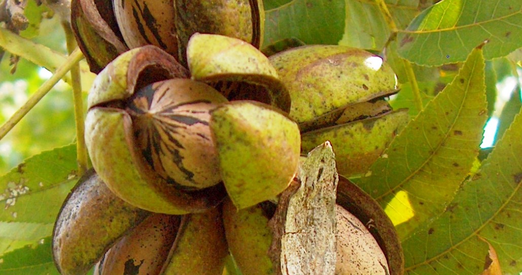 how to fertilize a pecan tree