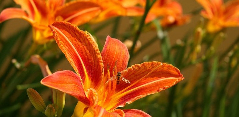 how to prepare your daylilies for winter