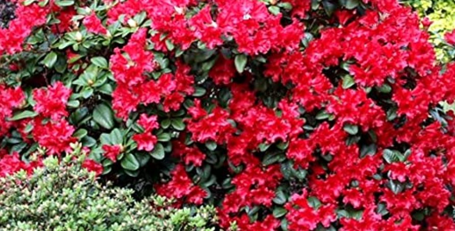 How to Propagate Rhododendron
