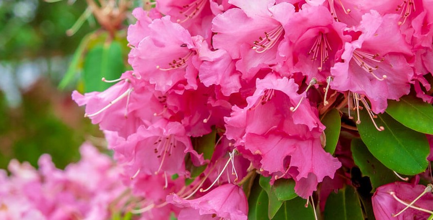 How to Prune Rhododendron