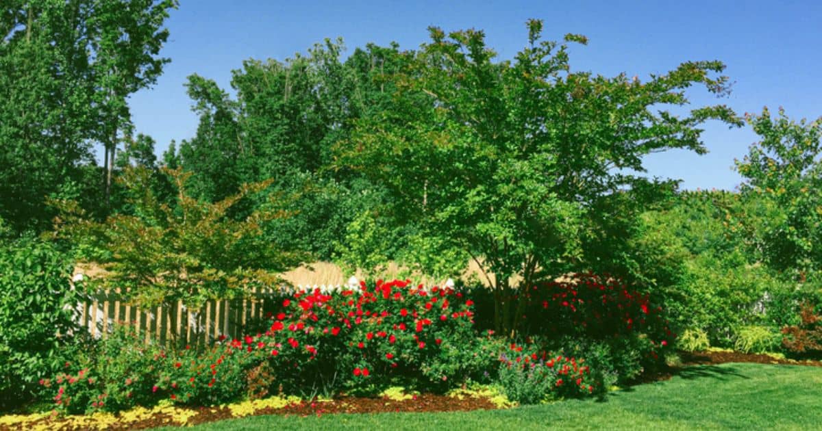 Boarder a Flower Garden