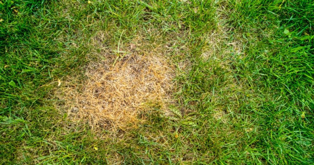 How to Get Burnt Grass Green Again | Yard Work HQ