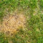 Burnt Grass Green Again