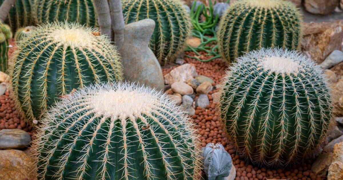 Cactus From Your Yard