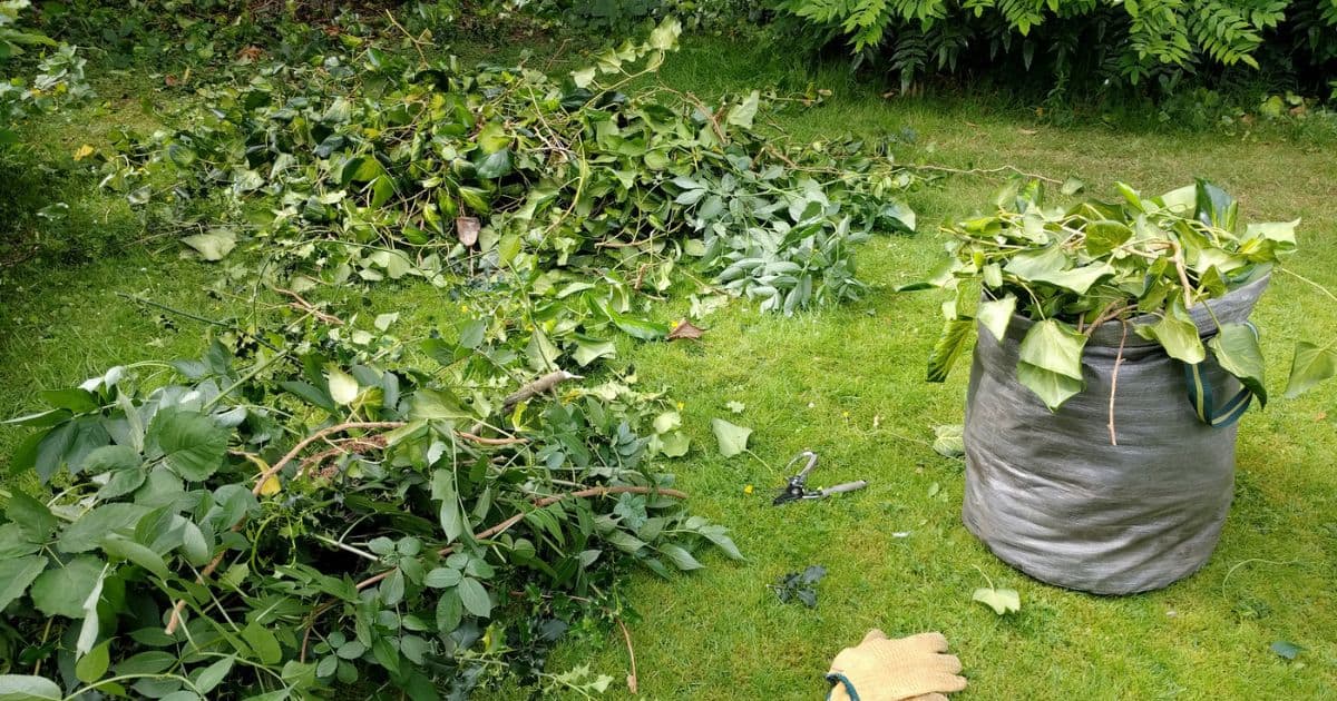 Clean an Overgrown Yard