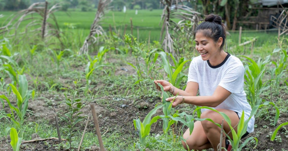 Corn in Your Backyard