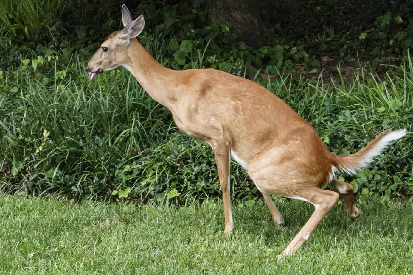 Deer Poop in Your Yard