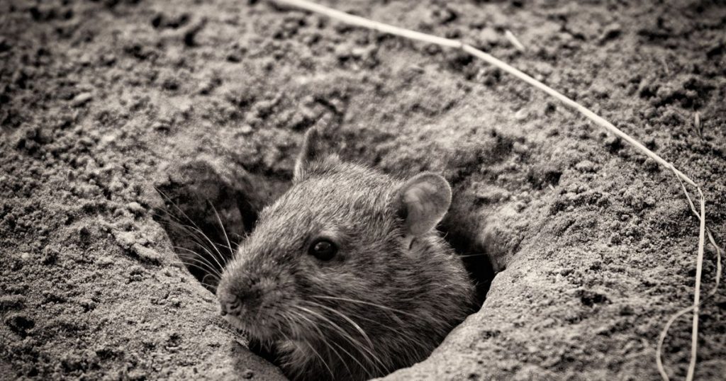 How To Fill Rat Holes In Your Yard Yard Work HQ how-to-fill-rat-holes-in-your-yard-yard-work-hq