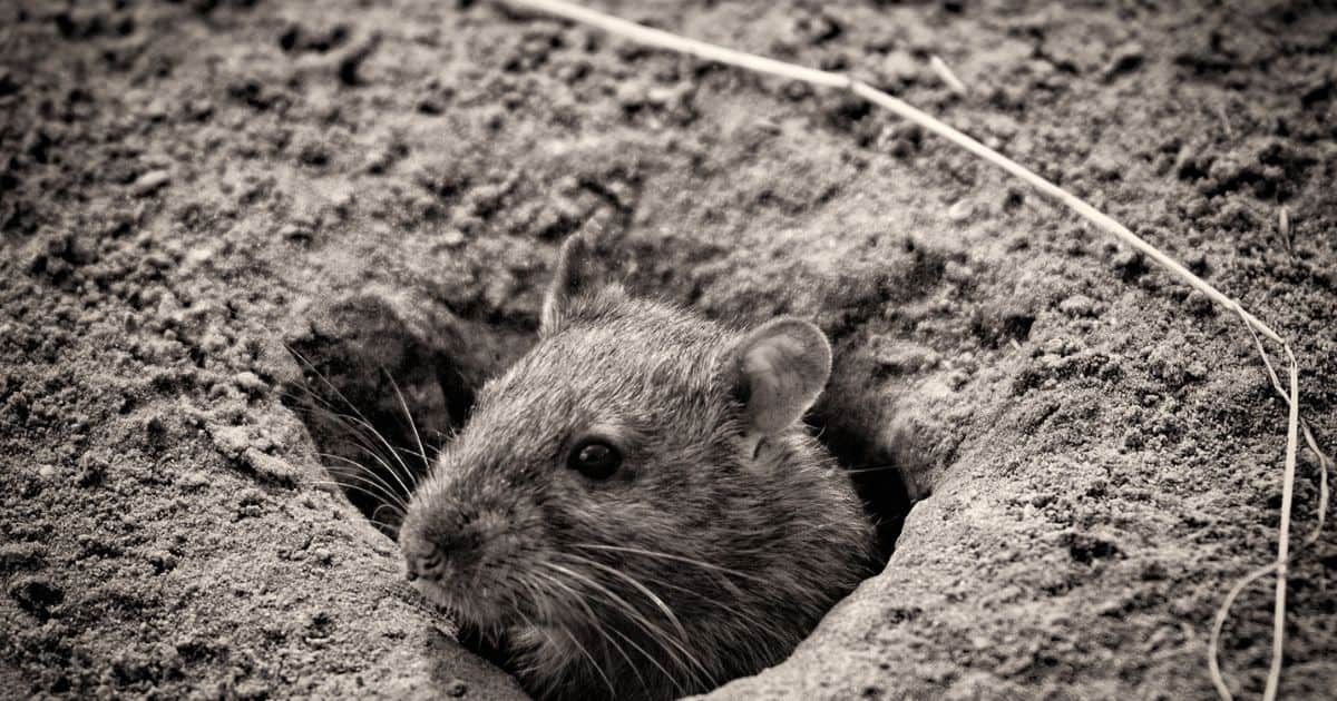 Fill Rat Holes in Your Yard
