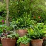 How Often Should You Water a Fern